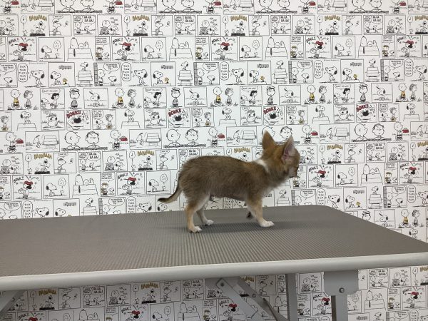 三重県のチワワ(ロング) (ペットショッププチマリア　イオンタウン松阪船江店/2026年5月26日生まれ/男の子/フォーンホワイト)の子犬の3枚目の画像