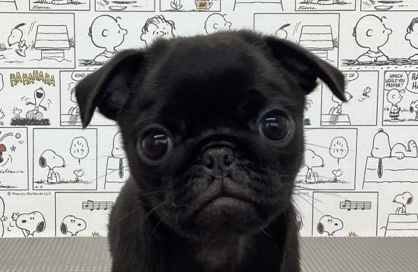 パグ