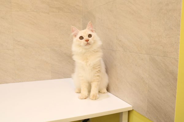 岐阜県のマンチカン (ペットショッププチマリア 大垣イオンモール店/2026年5月6日生まれ/男の子/クリームタビーホワイト)の子猫の2枚目の画像