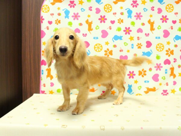 神奈川県のミニチュアダックスフンド(ロング) (ペットショッププチマリア 横浜永田台店/2026年5月3日生まれ/女の子/イエロー)の子犬の2枚目の画像