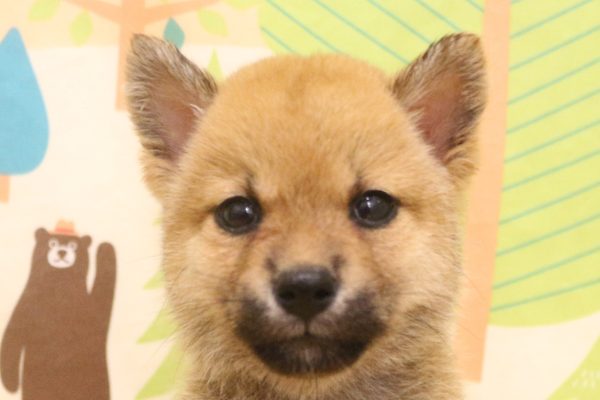 東京都の豆柴 (ペットショッププチマリア 東久留米店/2026年7月18日生まれ/女の子/赤)の子犬の1枚目の画像