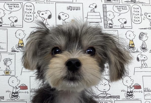 ミックス（ハーフ犬）