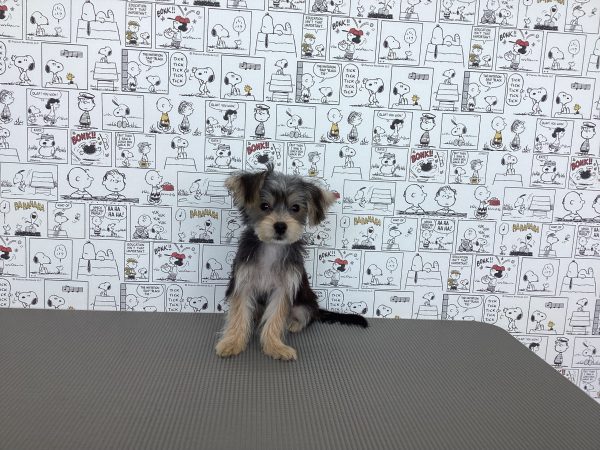 三重県のマルキー/マルヨーキー(マルチーズ×ヨークシャーテリア) (ペットショッププチマリア　イオンタウン松阪船江店/2026年4月16日生まれ/男の子/ブラッククリームホワイト)の子犬の4枚目の画像