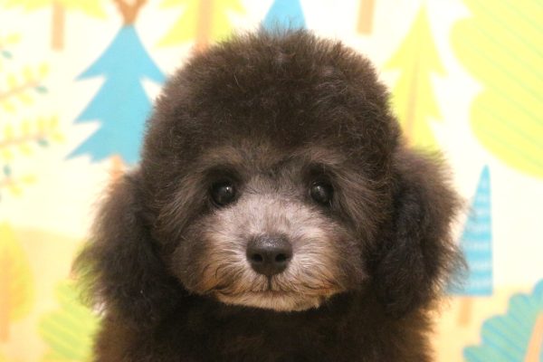 東京都のトイプードル(トイ) (ペットショッププチマリア 東久留米店/2026年7月17日生まれ/男の子/グレー)の子犬の1枚目の画像