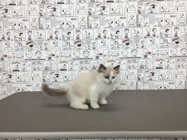 三重県のラグドール (ペットショッププチマリア　イオンタウン松阪船江店/2026年7月7日生まれ/女の子/ブルーポイントバイカラー)の子猫の3枚目の画像
