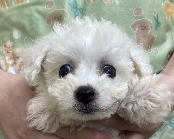 ビションフリーゼ
