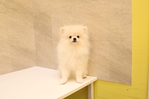 岐阜県のポメラニアン (ペットショッププチマリア 大垣イオンモール店/2026年5月12日生まれ/女の子/クリーム)の子犬の2枚目の画像