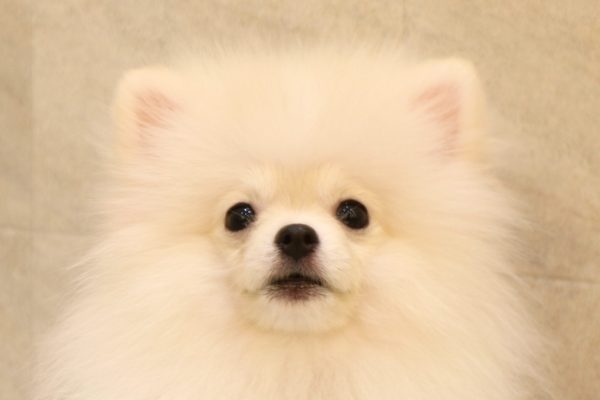 ポメラニアン