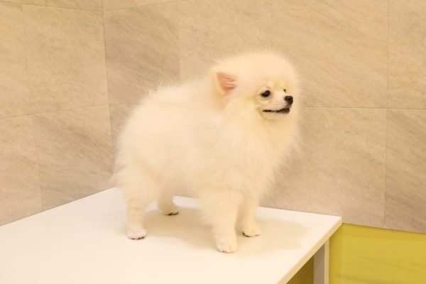 岐阜県のポメラニアン (ペットショッププチマリア 大垣イオンモール店/2026年5月12日生まれ/女の子/クリーム)の子犬の4枚目の画像