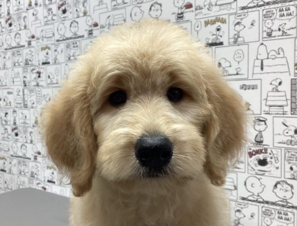 ゴールデンドゥードル