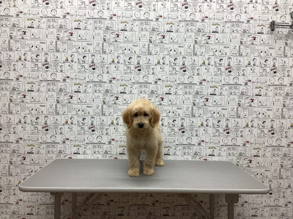 三重県のゴールデンドゥードゥル(ゴールデン×プードル) (ペットショッププチマリア　イオンタウン松阪船江店/2026年7月19日生まれ/男の子/アプリコット)の子犬の4枚目の画像