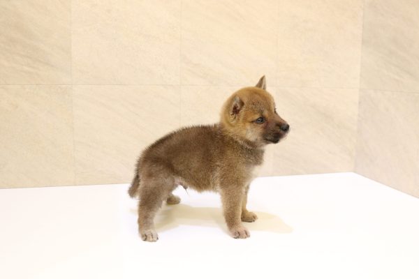 岐阜県の豆柴 (ペットショッププチマリア 大垣イオンモール店/2026年7月18日生まれ/男の子/赤)の子犬の4枚目の画像
