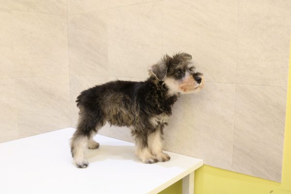 岐阜県のミニチュアシュナウザー (ペットショッププチマリア 大垣イオンモール店/2026年7月19日生まれ/男の子/ソルトペッパー)の子犬の4枚目の画像