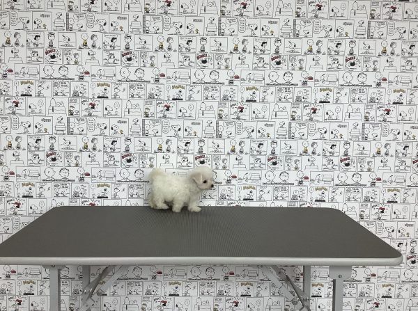 三重県のビションフリーゼ (ペットショッププチマリア　イオンタウン松阪船江店/2026年7月19日生まれ/女の子/ホワイト)の子犬の2枚目の画像