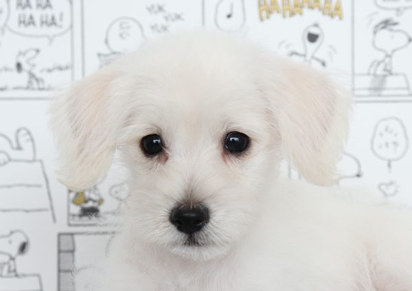ミックス（ハーフ犬）