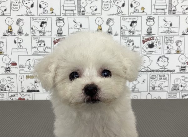 三重県のビションフリーゼ (ペットショッププチマリア　イオンタウン松阪船江店/2026年7月19日生まれ/女の子/ホワイト)の子犬の1枚目の画像