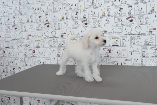 三重県のシュナプー(シュナウザー×プードル) (ペットショッププチマリア　イオンタウン松阪船江店/2026年7月2日生まれ/男の子/ホワイト)の子犬の2枚目の画像