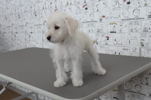 三重県のシュナプー(シュナウザー×プードル) (ペットショッププチマリア　イオンタウン松阪船江店/2026年7月2日生まれ/男の子/ホワイト)の子犬の3枚目の画像