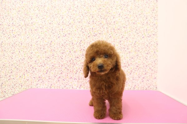 愛知県のトイプードル(トイ) (ペットショッププチマリア イオンタウン弥富店/2026年7月14日生まれ/男の子/レッドフォーン)の子犬の3枚目の画像