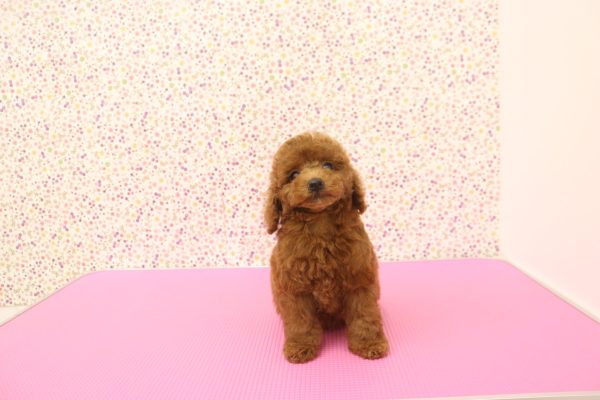 愛知県のトイプードル(トイ) (ペットショッププチマリア イオンタウン弥富店/2026年7月14日生まれ/男の子/レッドフォーン)の子犬の2枚目の画像