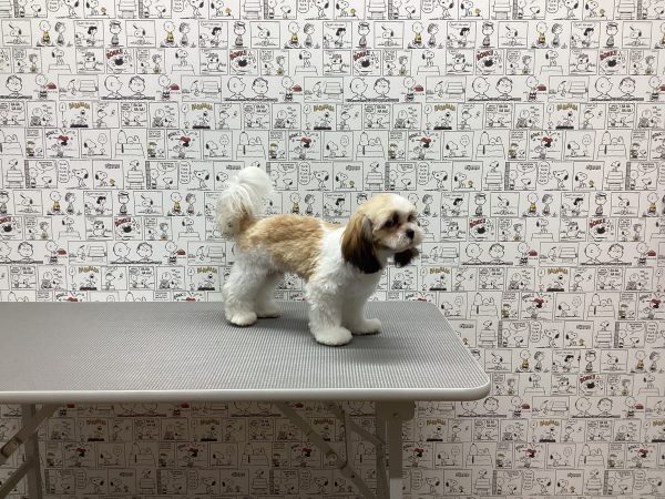三重県のシーズー (ペットショッププチマリア　イオンタウン松阪船江店/2026年3月21日生まれ/男の子/ゴールドホワイト)の子犬の2枚目の画像