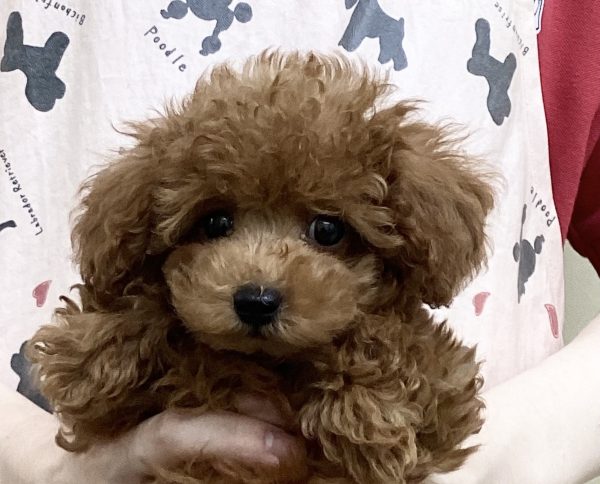三重県のトイプードル(トイ) (ペットショッププチマリア　イオンタウン松阪船江店/2026年7月23日生まれ/男の子/レッドフォーン)の子犬