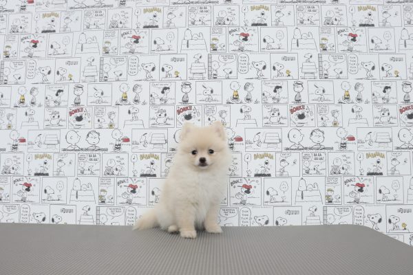 三重県のポメラニアン (ペットショッププチマリア　イオンタウン松阪船江店/2026年7月4日生まれ/女の子/クリーム)の子犬の4枚目の画像