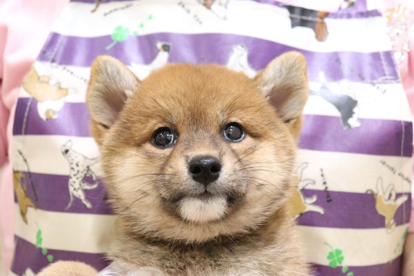 柴犬