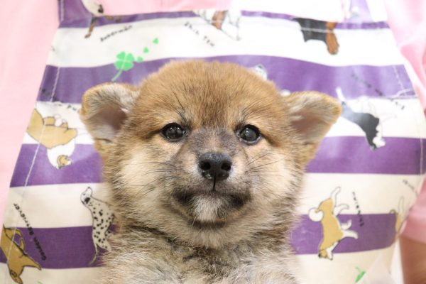 柴犬