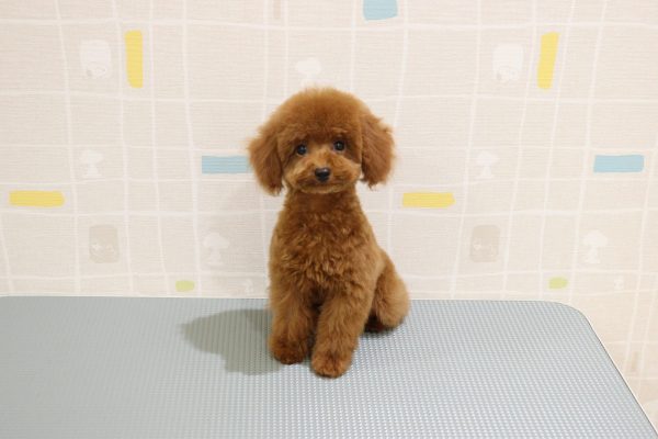 岐阜県のトイプードル(トイ) (ペットショッププチマリア 岐阜羽島店/2026年5月20日生まれ/男の子/レッド)の子犬の2枚目の画像