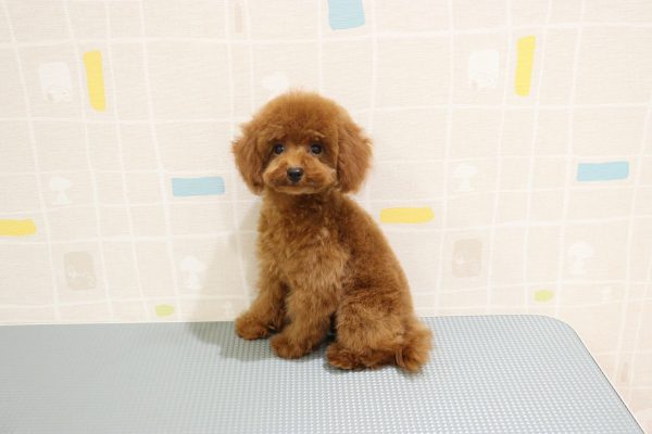 岐阜県のトイプードル(トイ) (ペットショッププチマリア 岐阜羽島店/2026年5月20日生まれ/男の子/レッド)の子犬の3枚目の画像