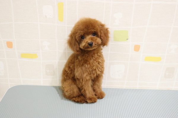 岐阜県のトイプードル(トイ) (ペットショッププチマリア 岐阜羽島店/2026年5月20日生まれ/男の子/レッド)の子犬の4枚目の画像