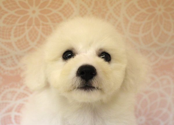 ビションフリーゼ