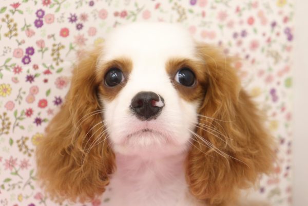 愛知県のキャバリアキングチャールズスパニエル (ペットショッププチマリア イオンタウン弥富店/2026年6月18日生まれ/男の子/ブレンハイム)の子犬の1枚目の画像