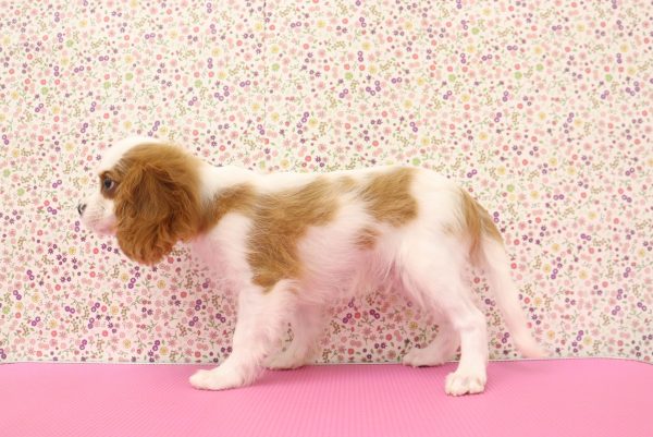 愛知県のキャバリアキングチャールズスパニエル (ペットショッププチマリア イオンタウン弥富店/2026年6月18日生まれ/男の子/ブレンハイム)の子犬の2枚目の画像