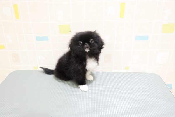 岐阜県のペキニーズ (ペットショッププチマリア 岐阜羽島店/2026年5月28日生まれ/男の子/ブラックホワイト)の子犬の3枚目の画像