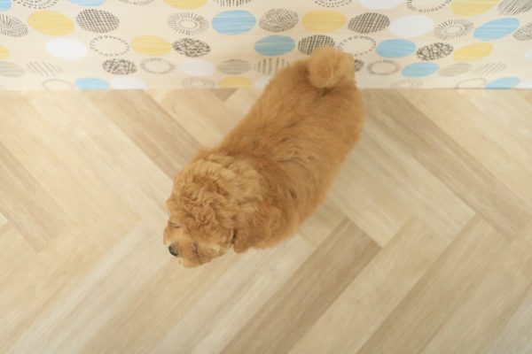 東京都のトイプードル(トイ) (ペットショッププチマリア 多摩唐木田店/2026年7月14日生まれ/男の子/オレンジフォーン)の子犬の4枚目の画像