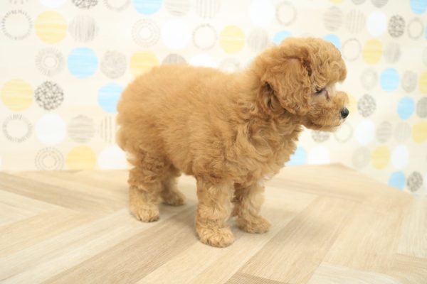 東京都のトイプードル(トイ) (ペットショッププチマリア 多摩唐木田店/2026年7月14日生まれ/男の子/オレンジフォーン)の子犬の3枚目の画像