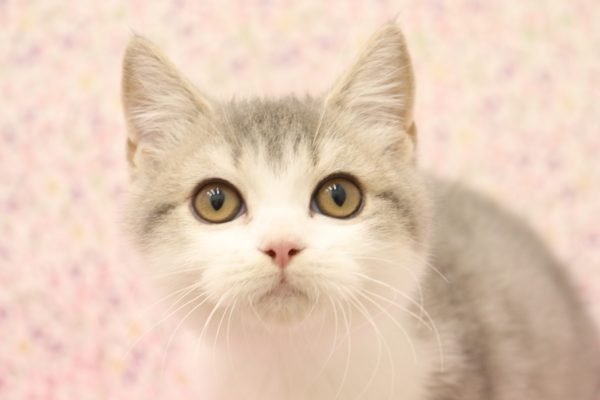 ブリティッシュ