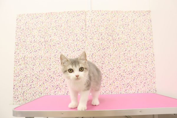 愛知県のブリティッシュショートヘアー (ペットショッププチマリア イオンタウン弥富店/2026年6月7日生まれ/男の子/ブルータビーホワイト)の子猫の2枚目の画像