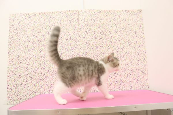 愛知県のブリティッシュショートヘアー (ペットショッププチマリア イオンタウン弥富店/2026年6月7日生まれ/男の子/ブルータビーホワイト)の子猫の3枚目の画像