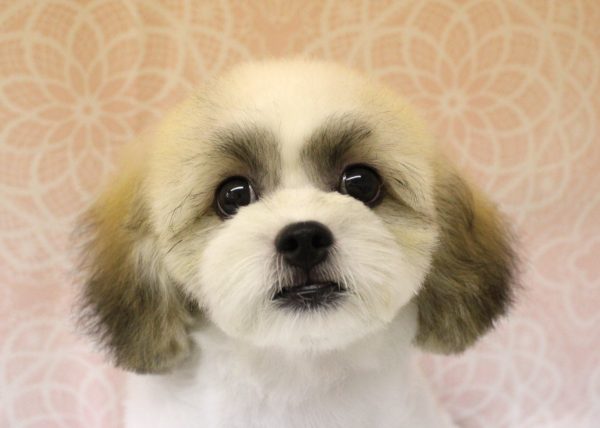 ミックス（ハーフ犬）
