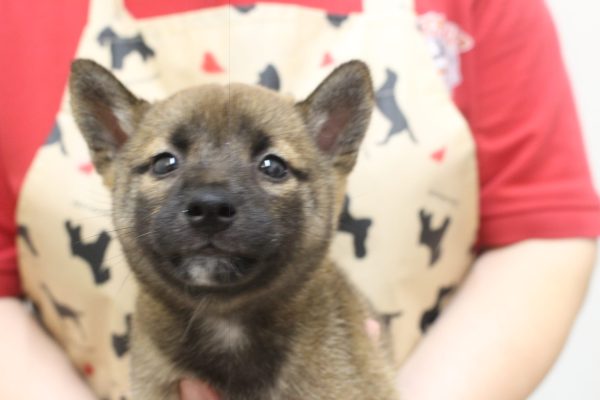 岐阜県の柴犬(標準サイズ) (ペットショッププチマリア 岐阜大垣垂井店/2026年7月6日生まれ/女の子/赤)の子犬