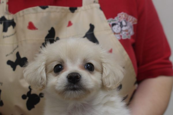 ミックス(ハーフ犬)
