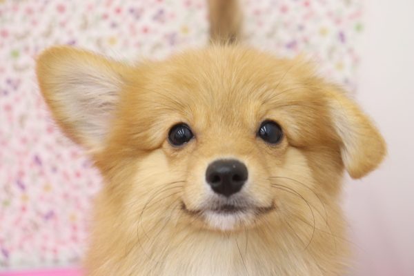 愛知県のポメコーギー(ポメラニアン×コーギー) (ペットショッププチマリア イオンタウン弥富店/2026年6月2日生まれ/女の子/レッド)の子犬の1枚目の画像