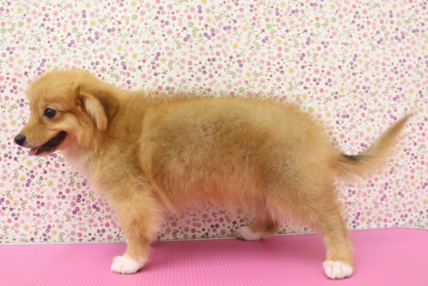 愛知県のポメコーギー(ポメラニアン×コーギー) (ペットショッププチマリア イオンタウン弥富店/2026年6月2日生まれ/女の子/レッド)の子犬の3枚目の画像