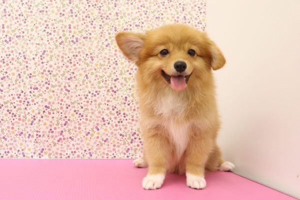 愛知県のポメコーギー(ポメラニアン×コーギー) (ペットショッププチマリア イオンタウン弥富店/2026年6月2日生まれ/女の子/レッド)の子犬の4枚目の画像