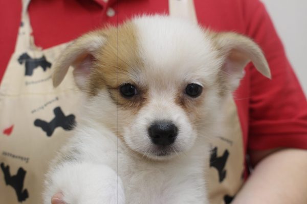 ミックス（ハーフ犬）