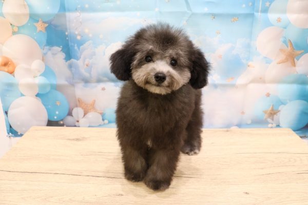 愛知県のトイプードル(トイ) (ペットショッププチマリア 一宮イオンモール木曽川キリオ店/2026年5月12日生まれ/女の子/グレー)の子犬の2枚目の画像