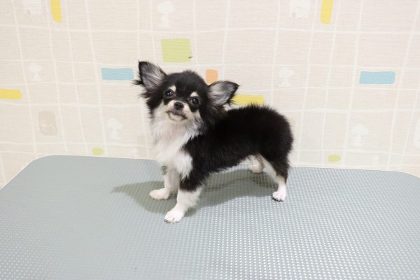 岐阜県のチワワ(ロング) (ペットショッププチマリア 岐阜羽島店/2026年5月15日生まれ/女の子/ブラックタンホワイト)の子犬の3枚目の画像